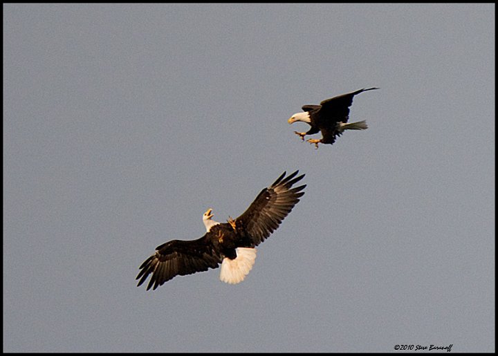 _0SB8298 american bald eagles.jpg